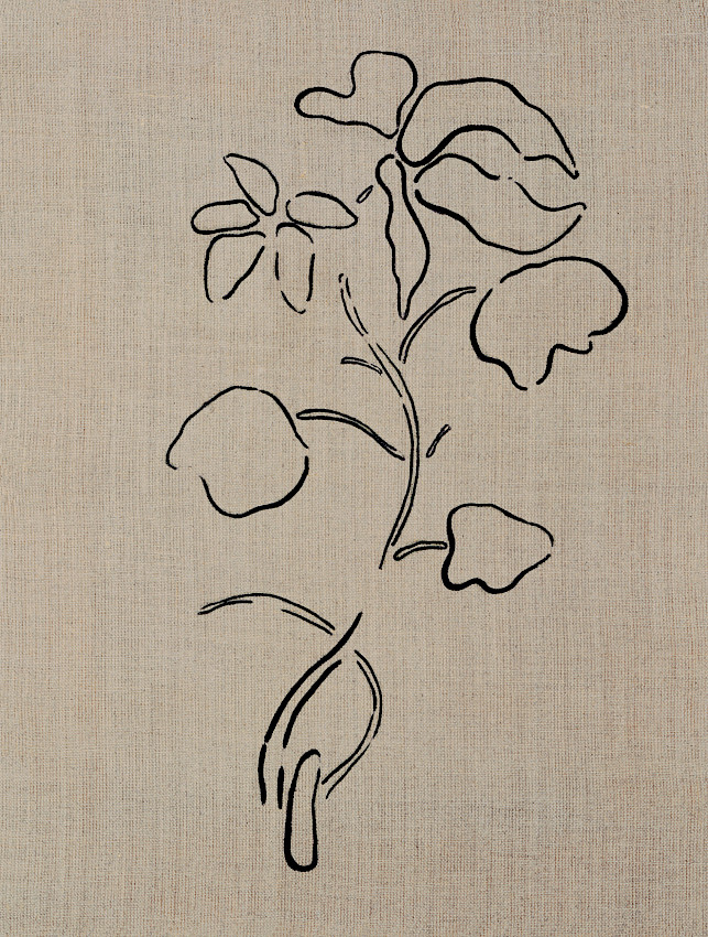 Shareware con tallo alto y dicotiledóneo