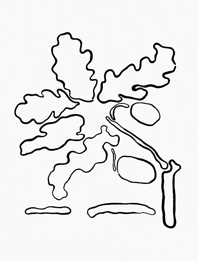 Artificial Software, Inversely Egg Shaped, and Fully Rimmed