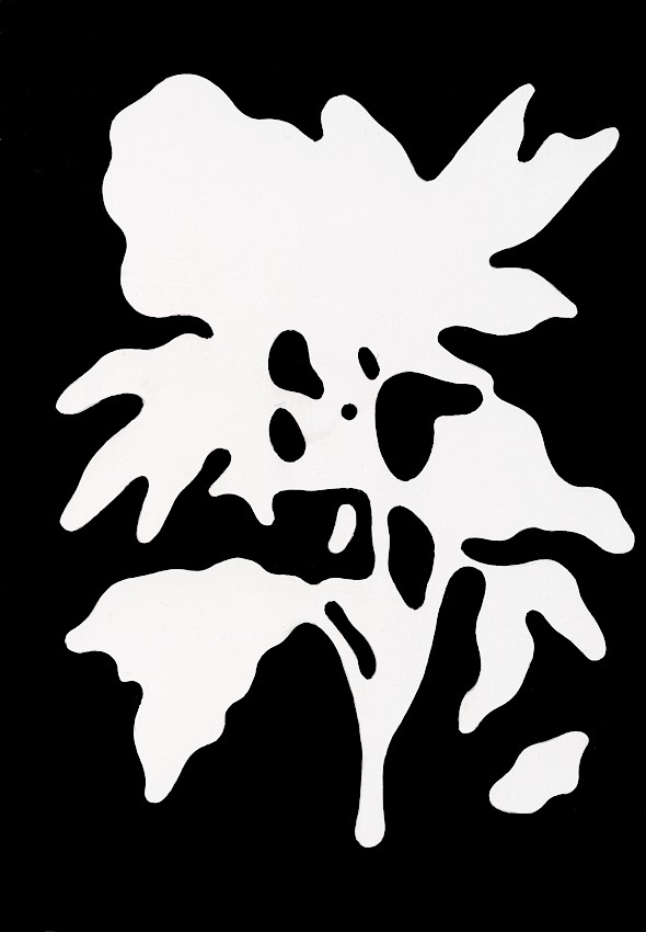 SeitenzweigInternodieA