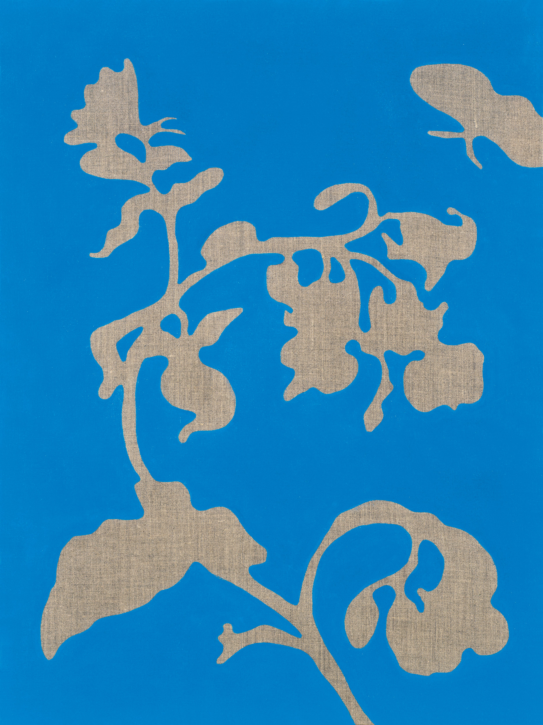 Common Swamp Clubmoss (Lycopodiaceae) v. 2.1.2.