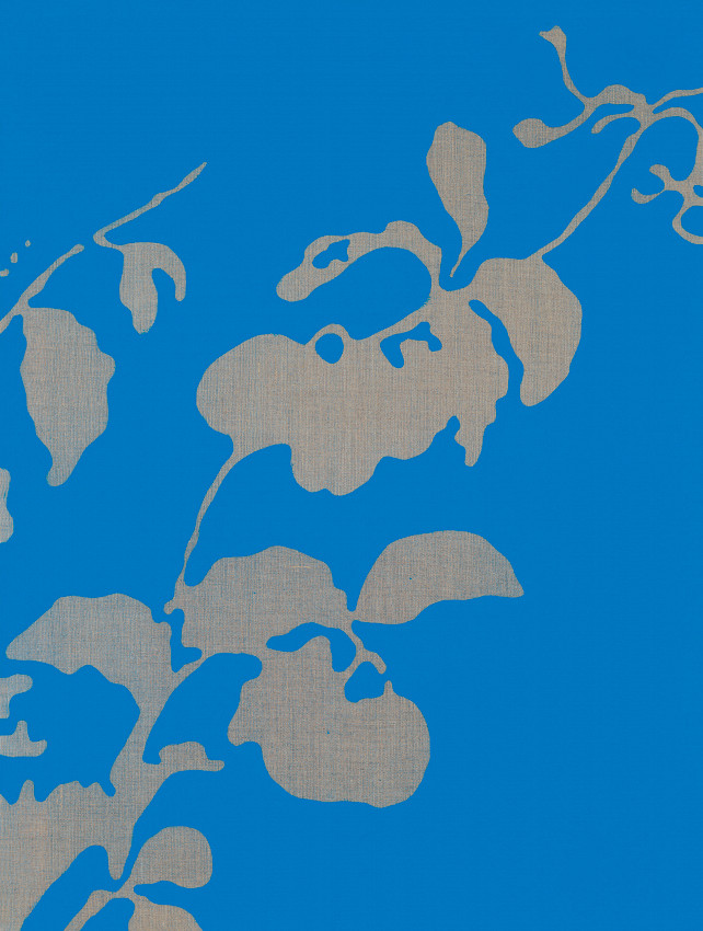 Leuchterblume 1.0. (Ceropegia linearis)